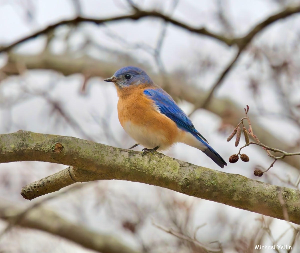Eastern Bluebird - ML645605261
