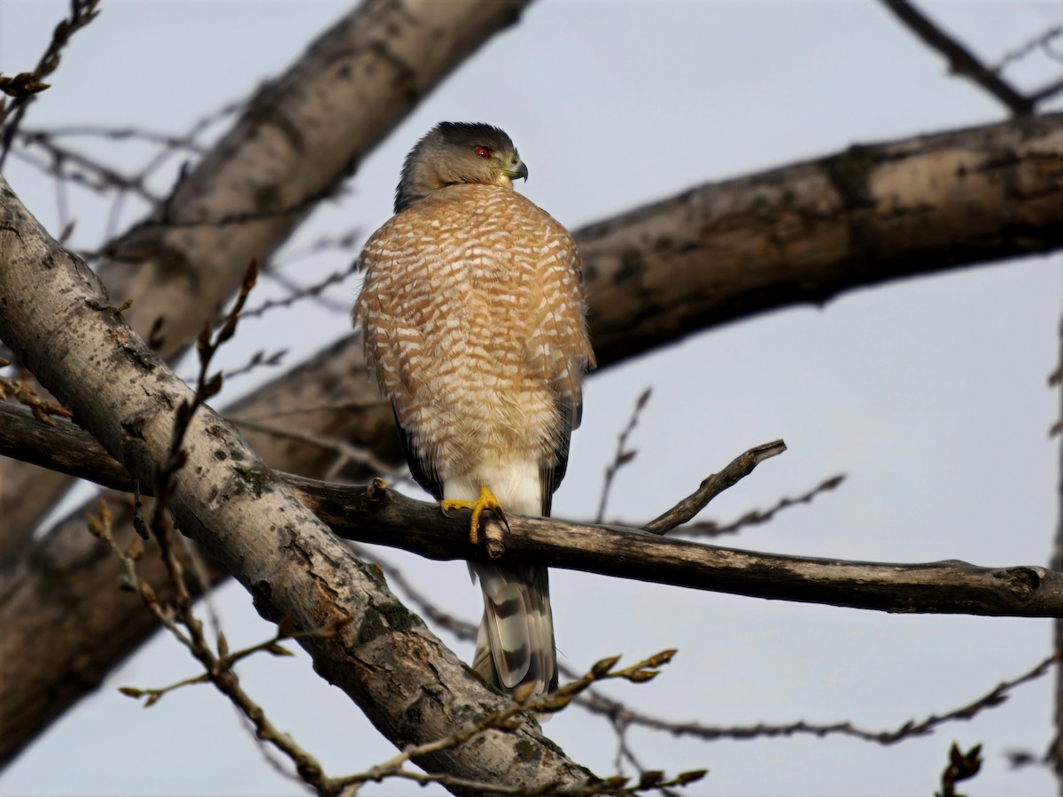 Cooper's Hawk - ML645605262