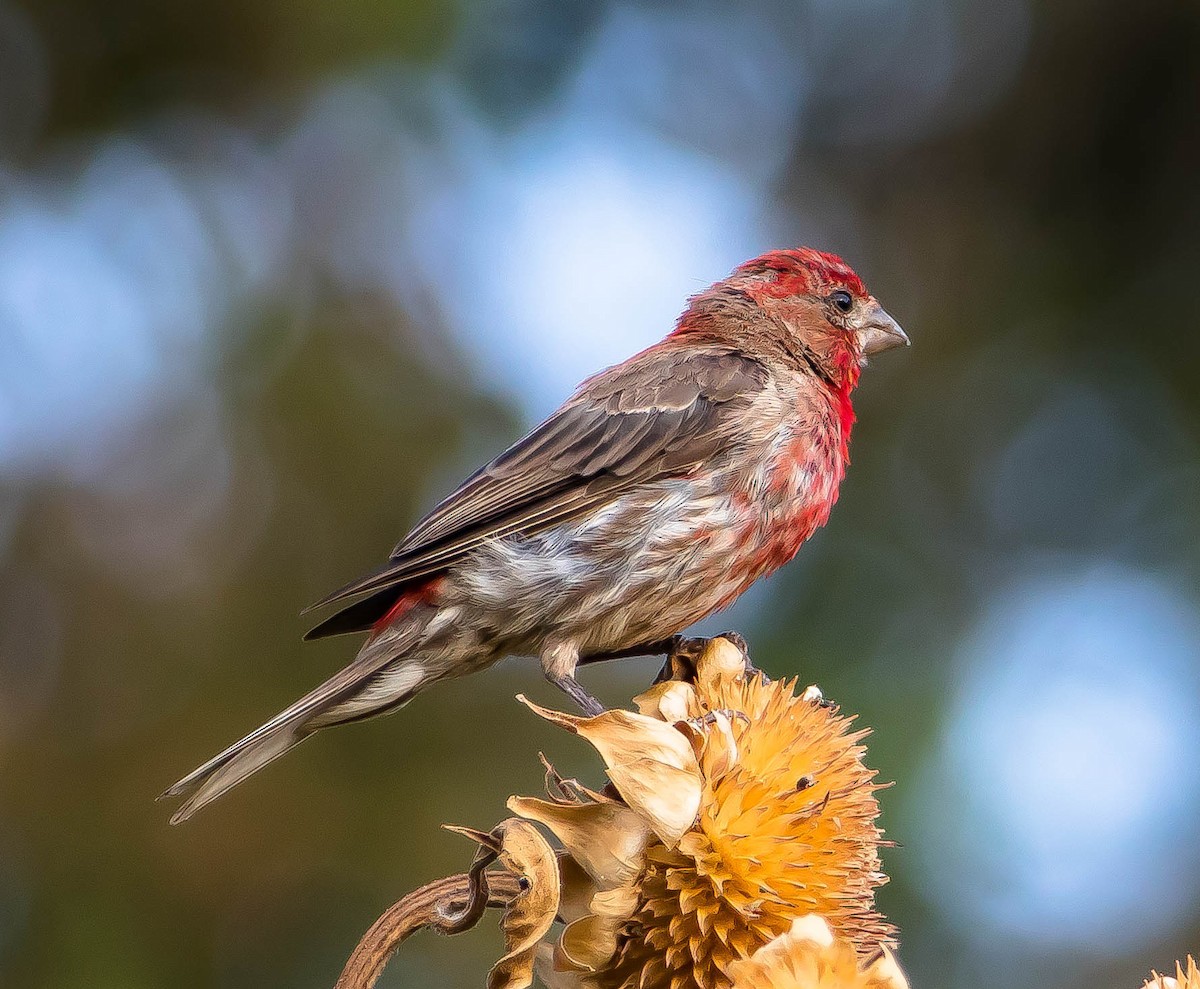 House Finch - ML645605263