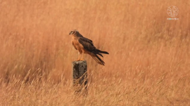 Mirotz urdina - ML645605264