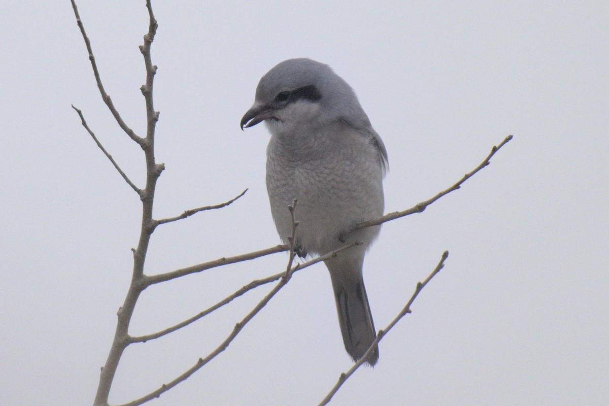 Northern Shrike - ML645605266