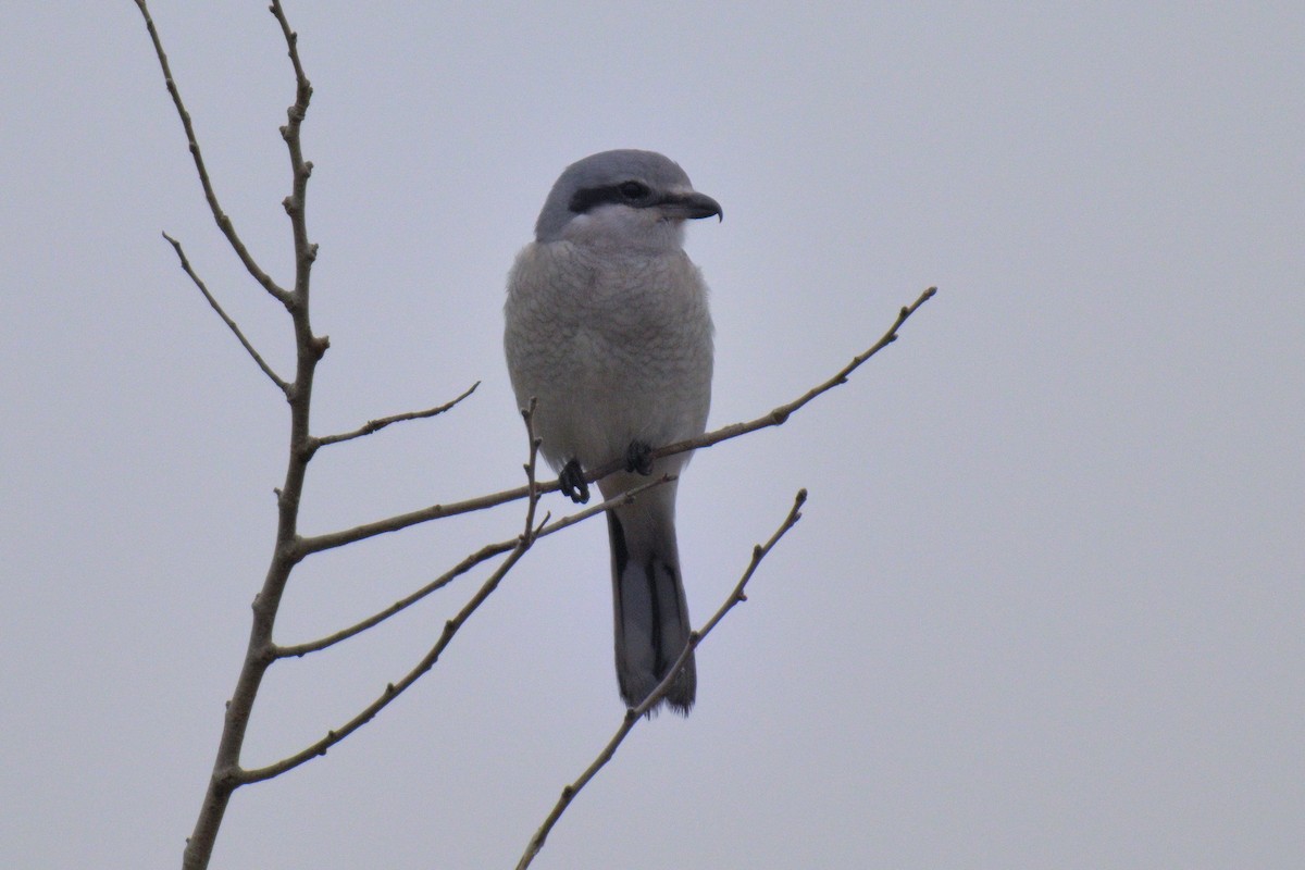 Northern Shrike - ML645605267