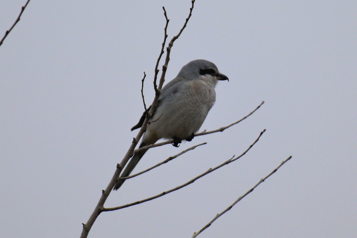 Northern Shrike - ML645605268