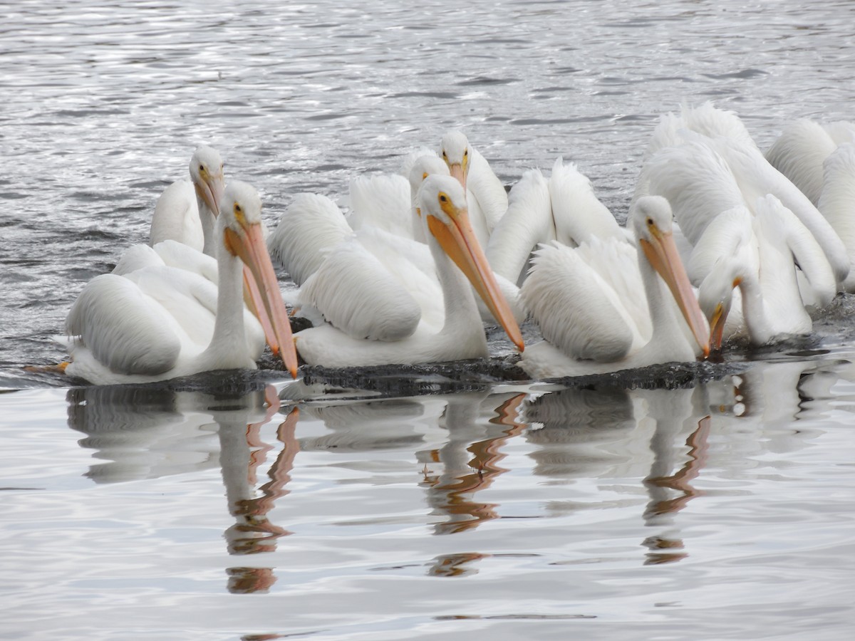 American White Pelican - ML645605278