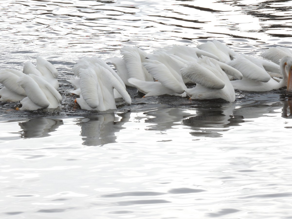 American White Pelican - ML645605279