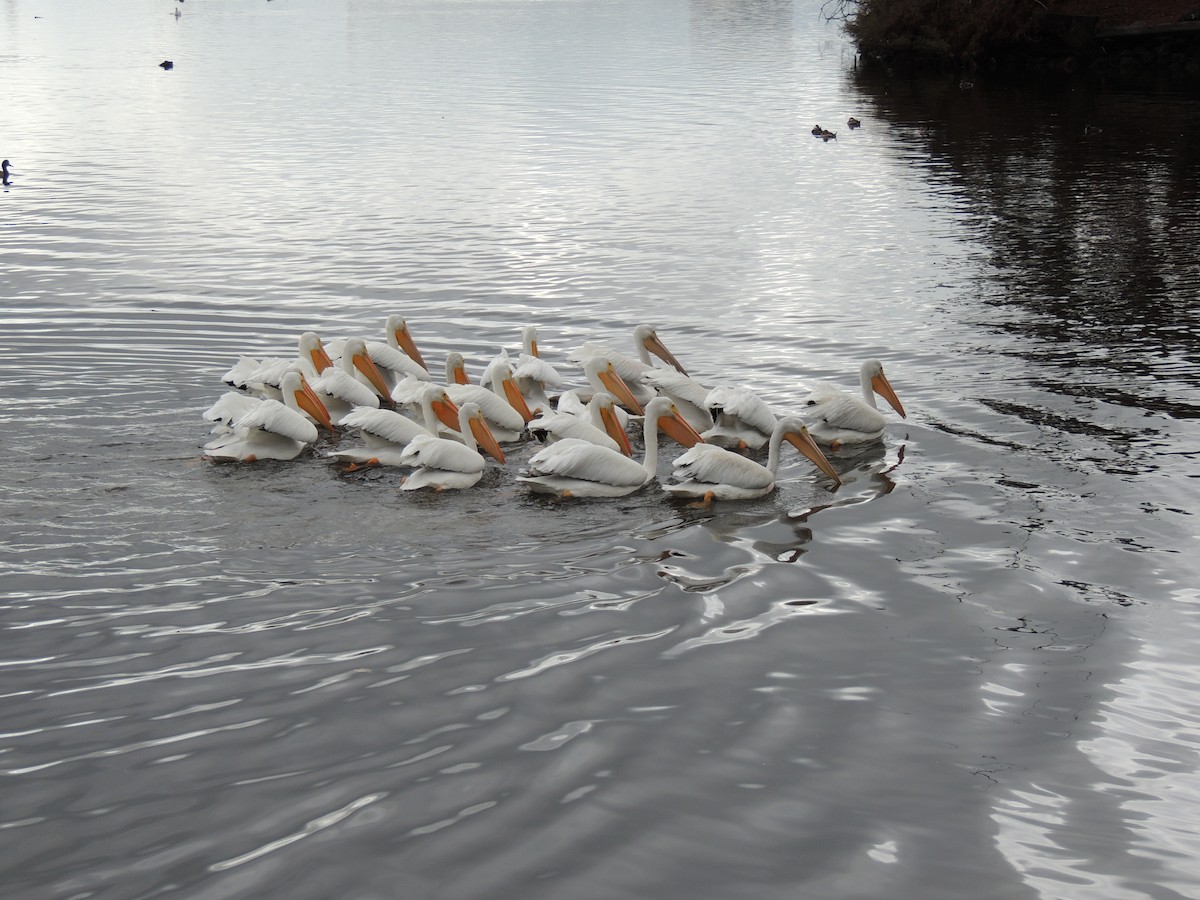 American White Pelican - ML645605280