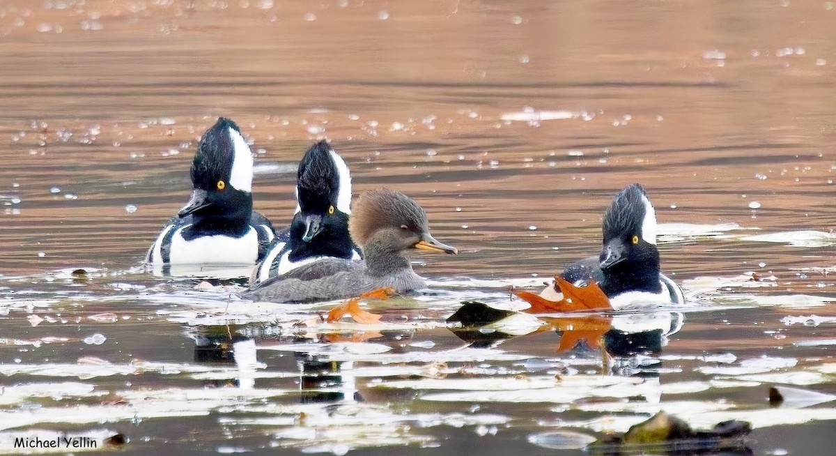 Hooded Merganser - ML645605283