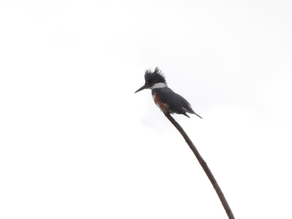 Belted Kingfisher - ML645605285