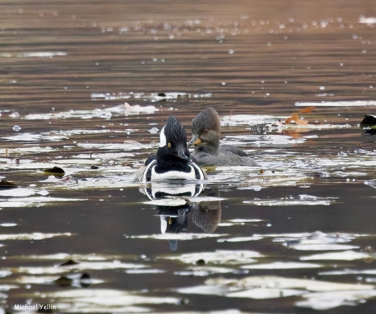 Hooded Merganser - ML645605286