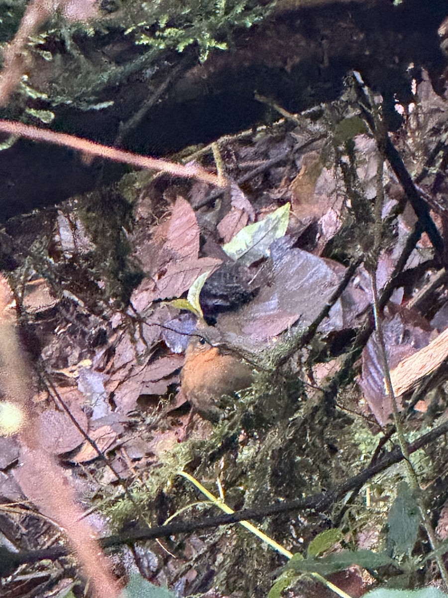 South American Leaftosser (Andean) - ML645605288