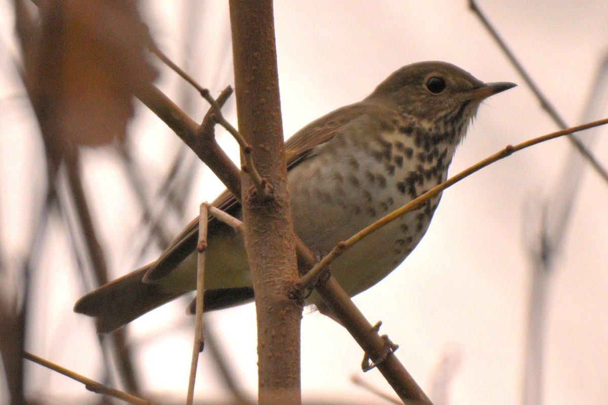 Hermit Thrush - ML645605290