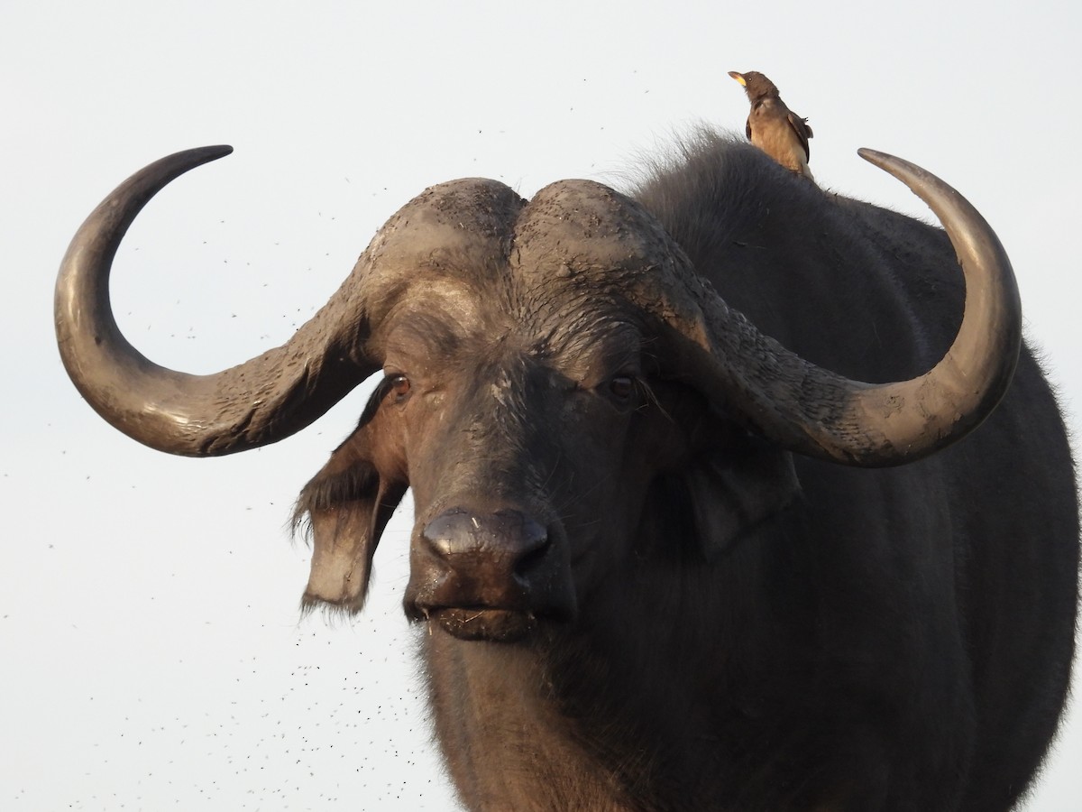 Yellow-billed Oxpecker - ML645605301