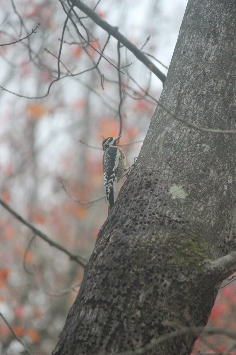 Gelbbauch-Saftlecker - ML645605303