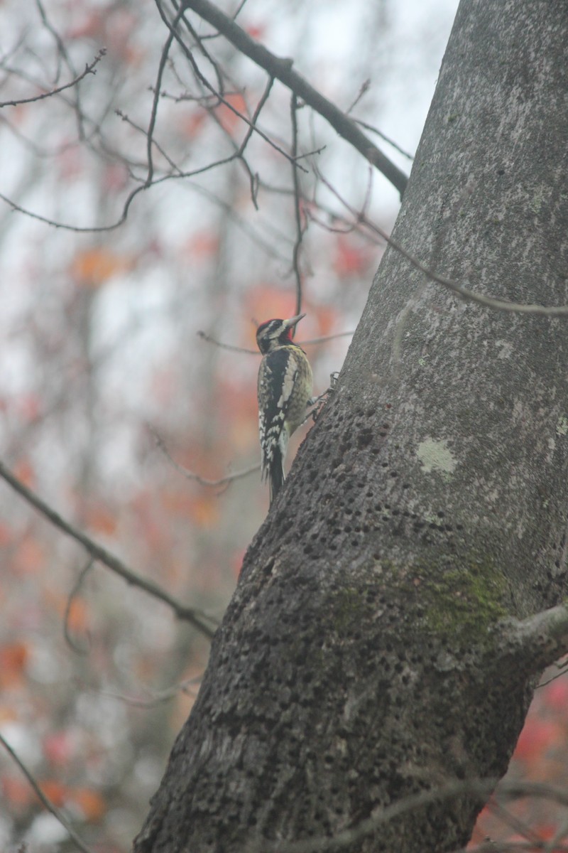 Gelbbauch-Saftlecker - ML645605304