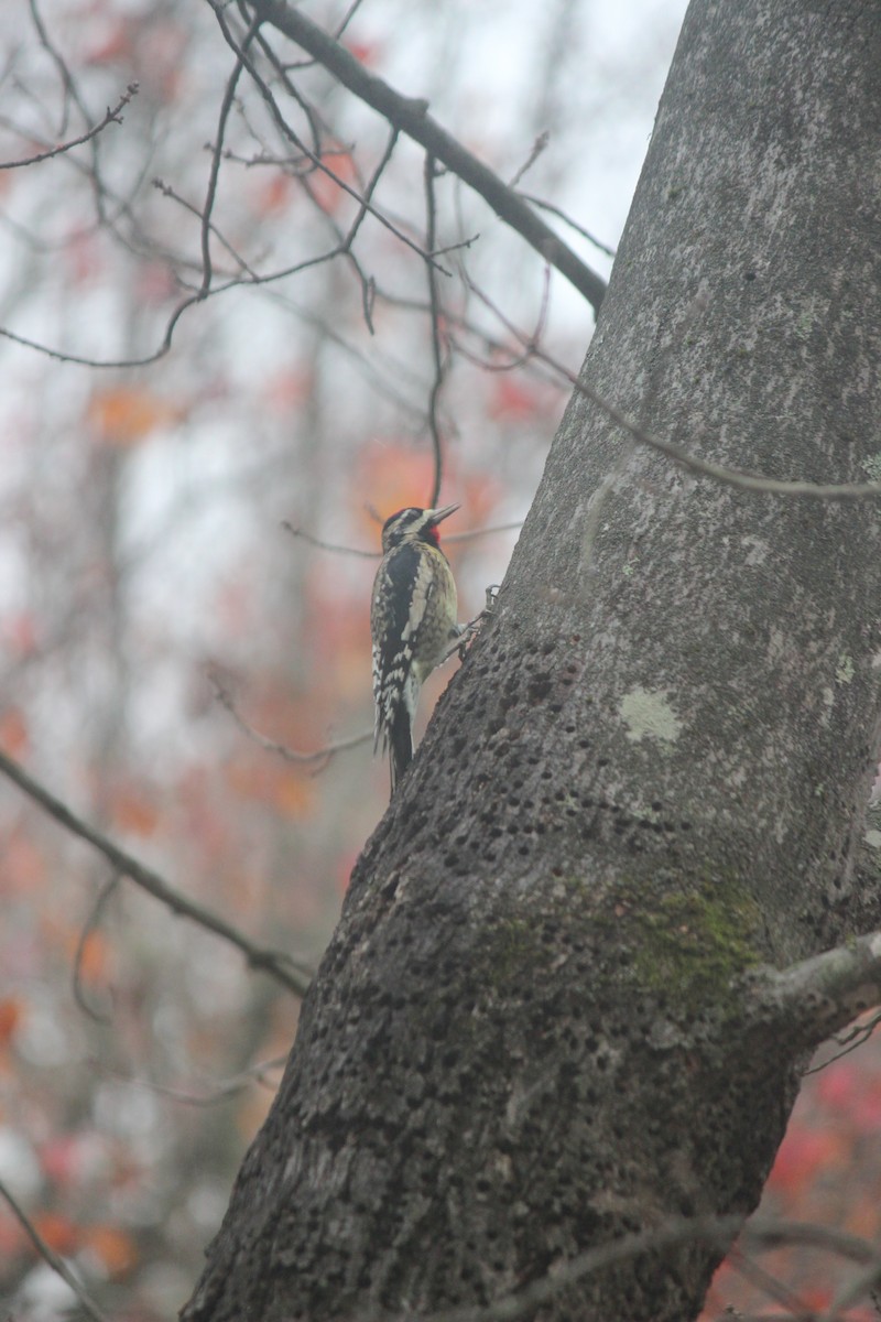 Gelbbauch-Saftlecker - ML645605305