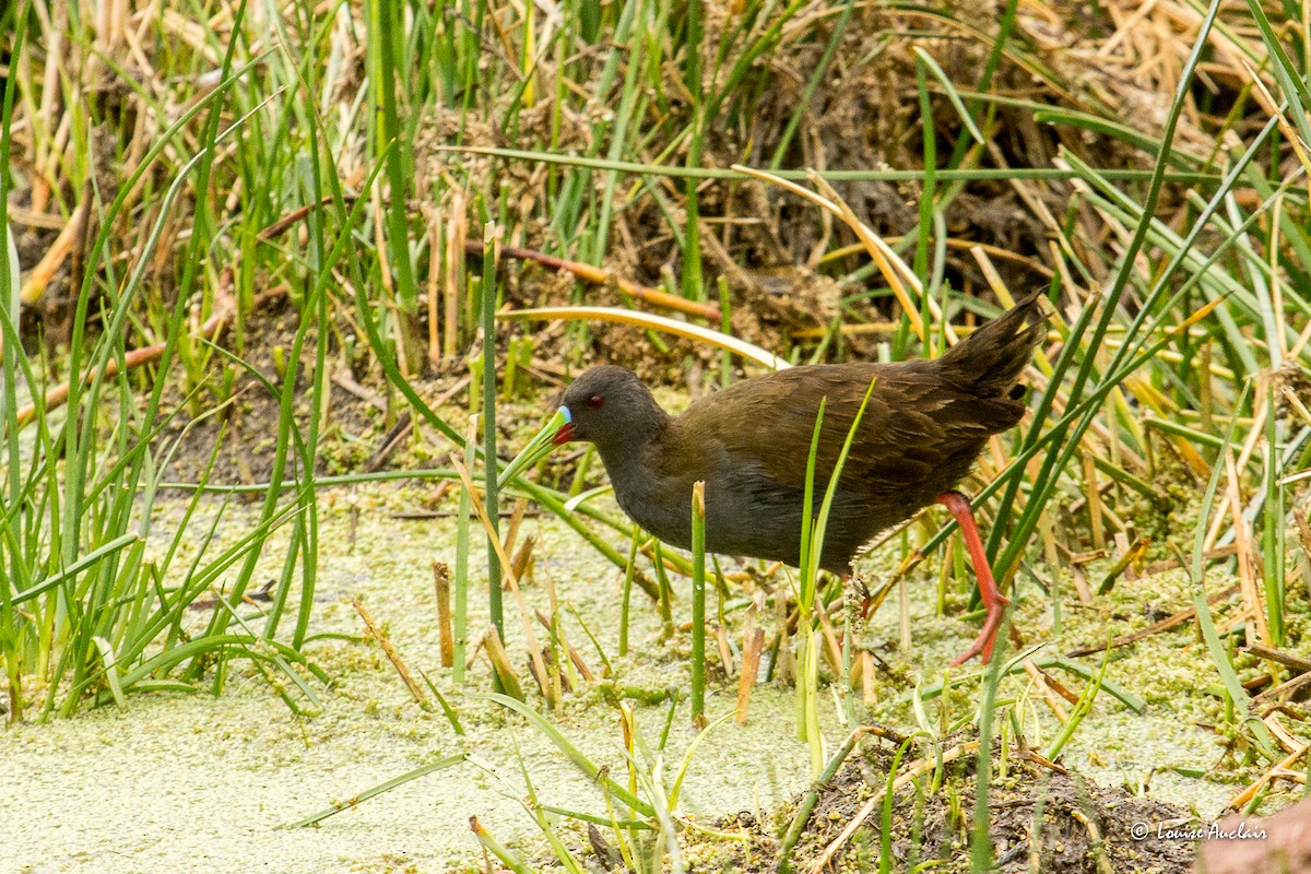 Plumbeous Rail - ML645605314