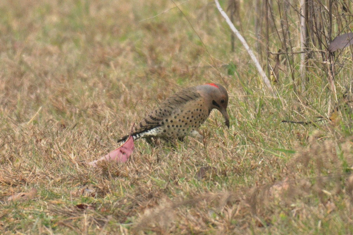 Northern Flicker - ML645605316