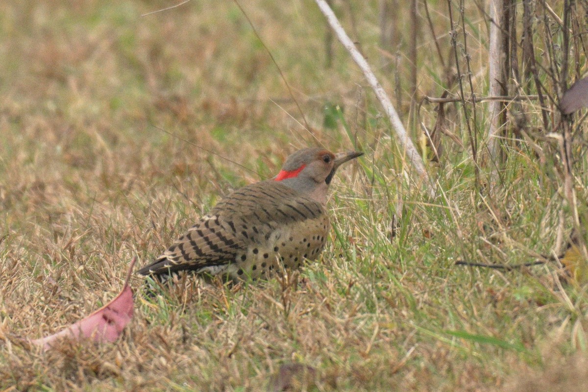 Northern Flicker - ML645605317