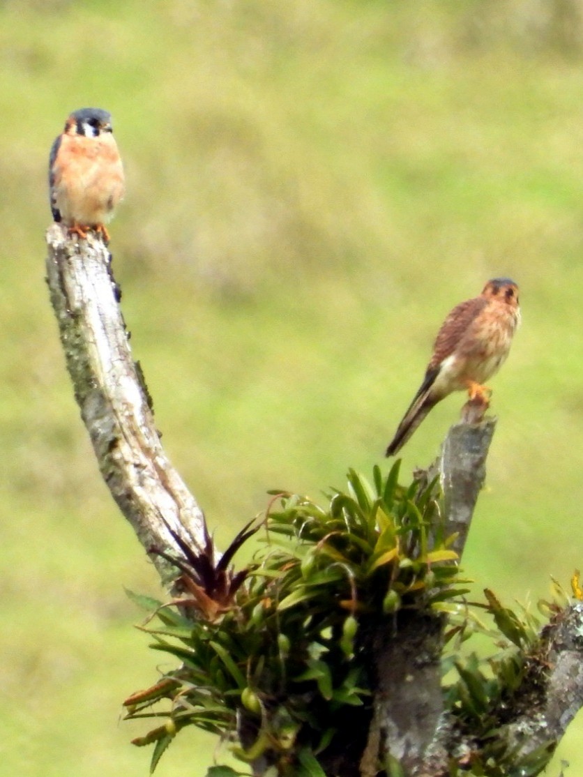 poštolka pestrá - ML645605326