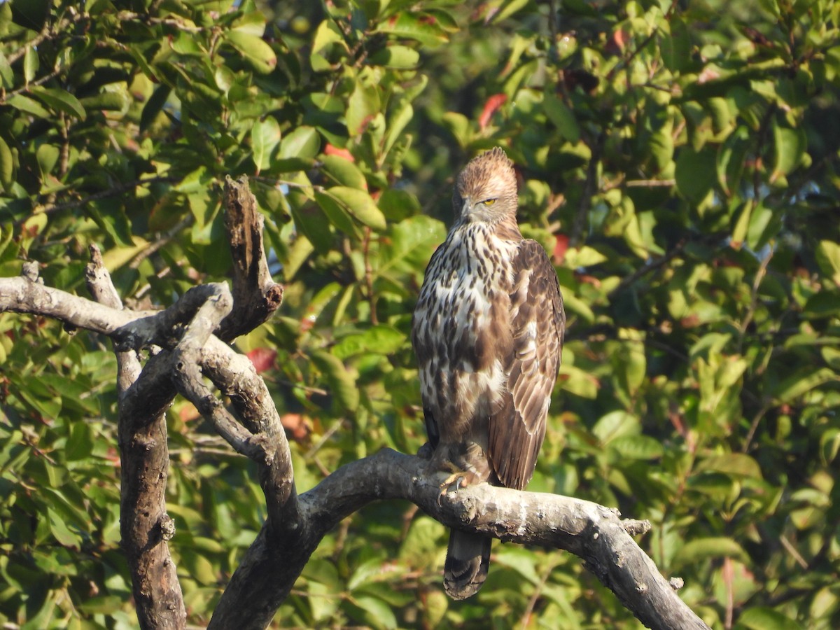 Changeable Hawk-Eagle - ML645605327