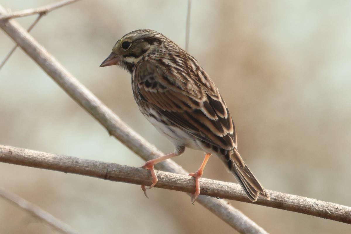 Savannah Sparrow - ML645605337