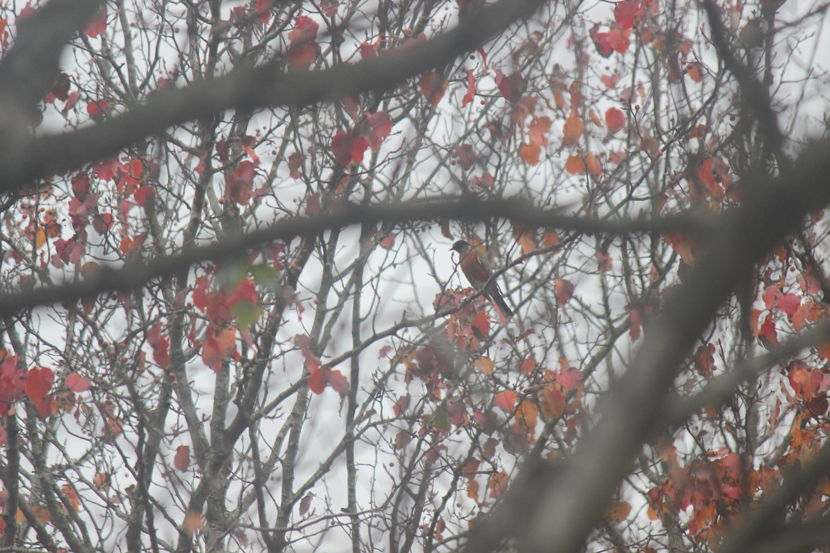 drozd stěhovavý - ML645605339