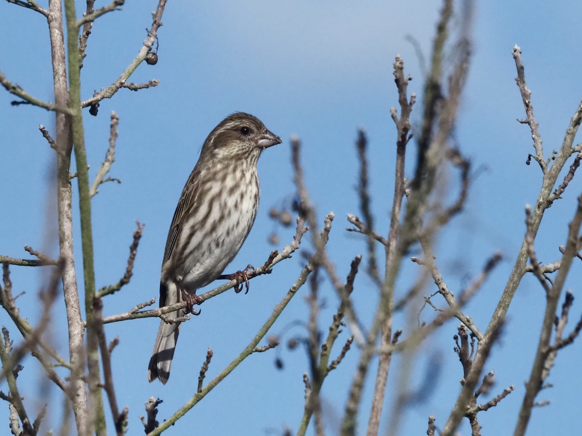 Purple Finch - ML645605343