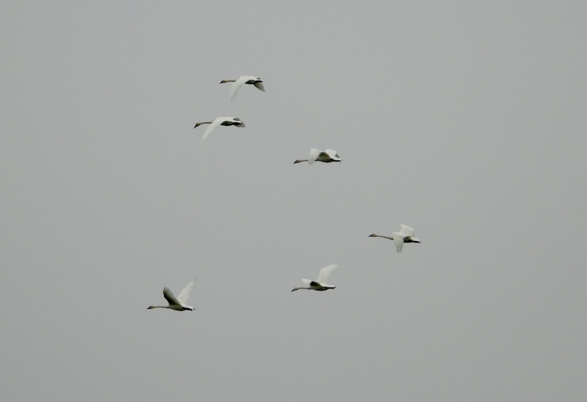 Cisne Trompetero - ML645605345