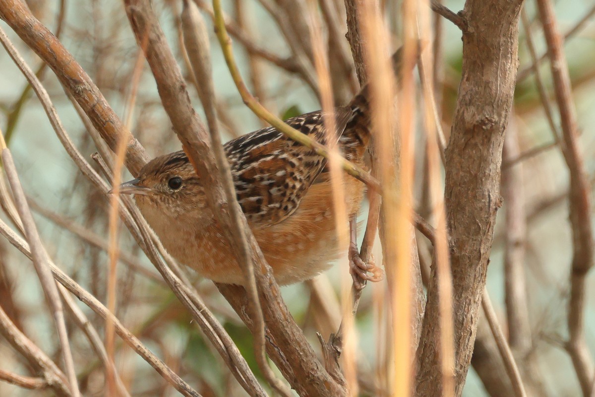 Sedge Wren - ML645605346