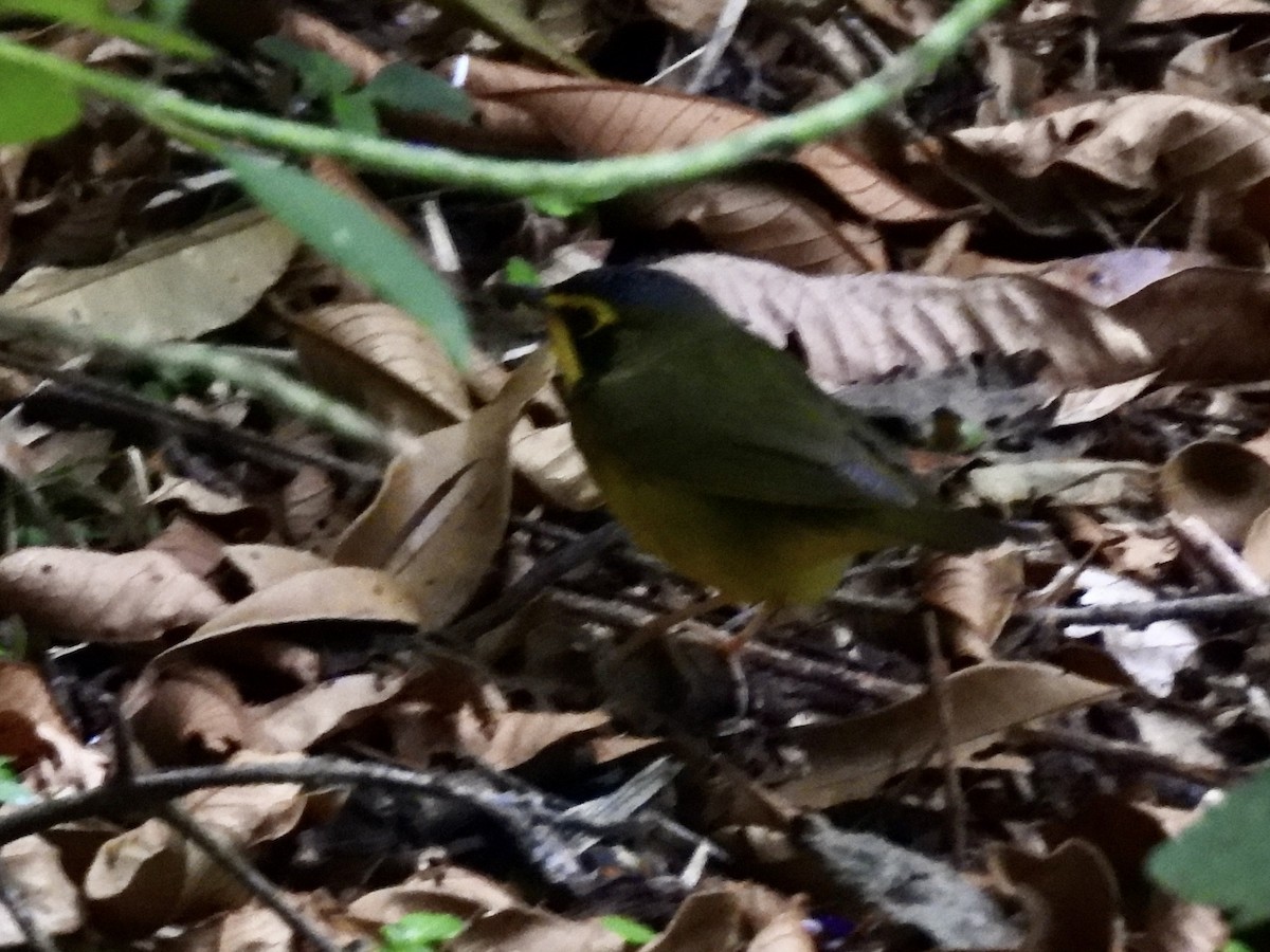 Kentucky Warbler - ML645605352