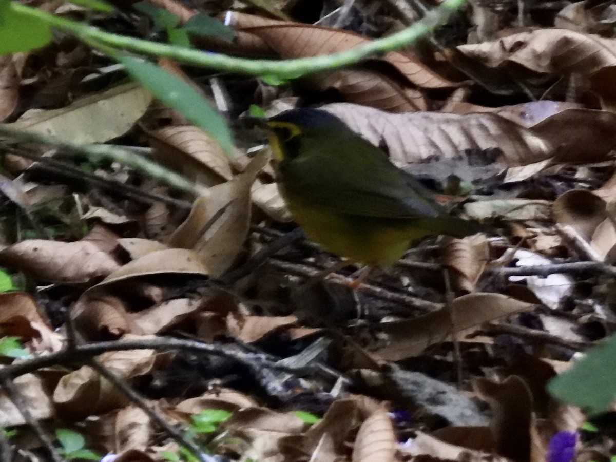 Kentucky Warbler - ML645605353