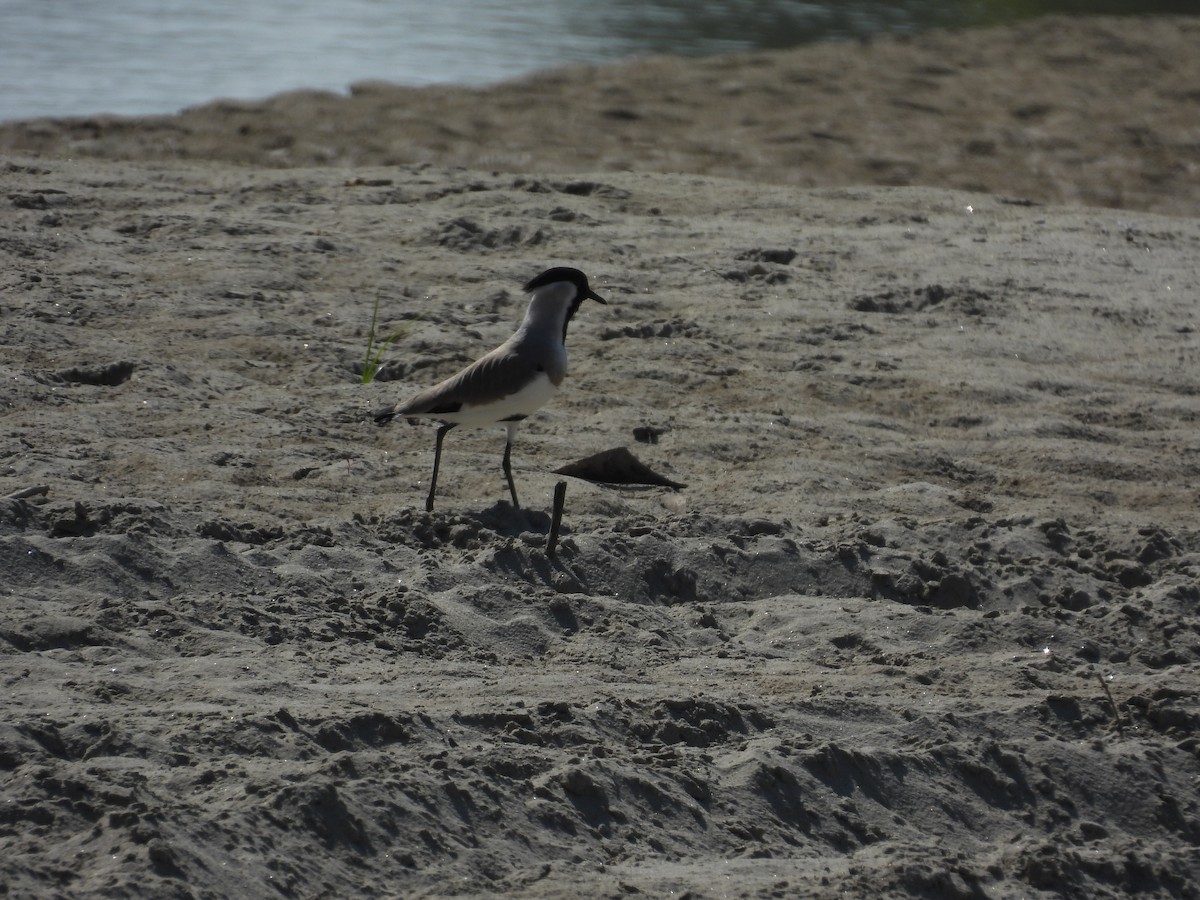 River Lapwing - ML645605355