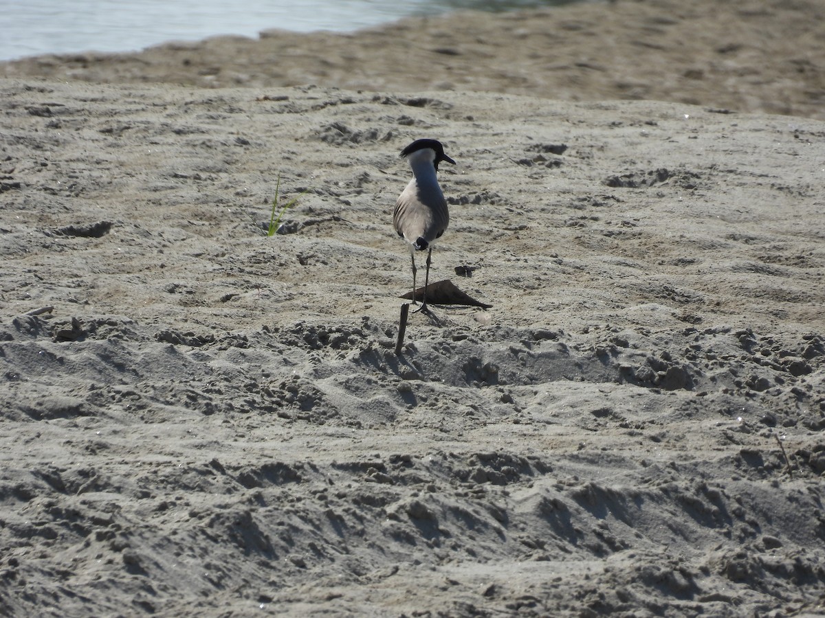 River Lapwing - ML645605356