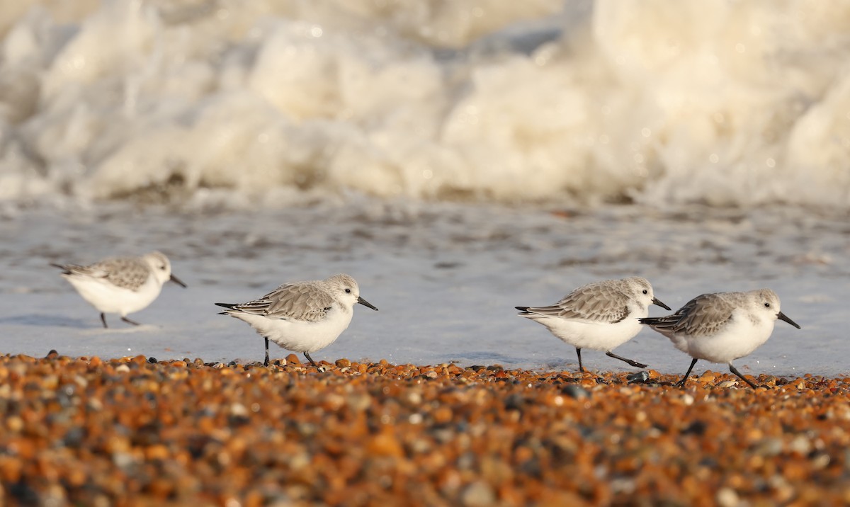 Txirri zuria - ML645605360