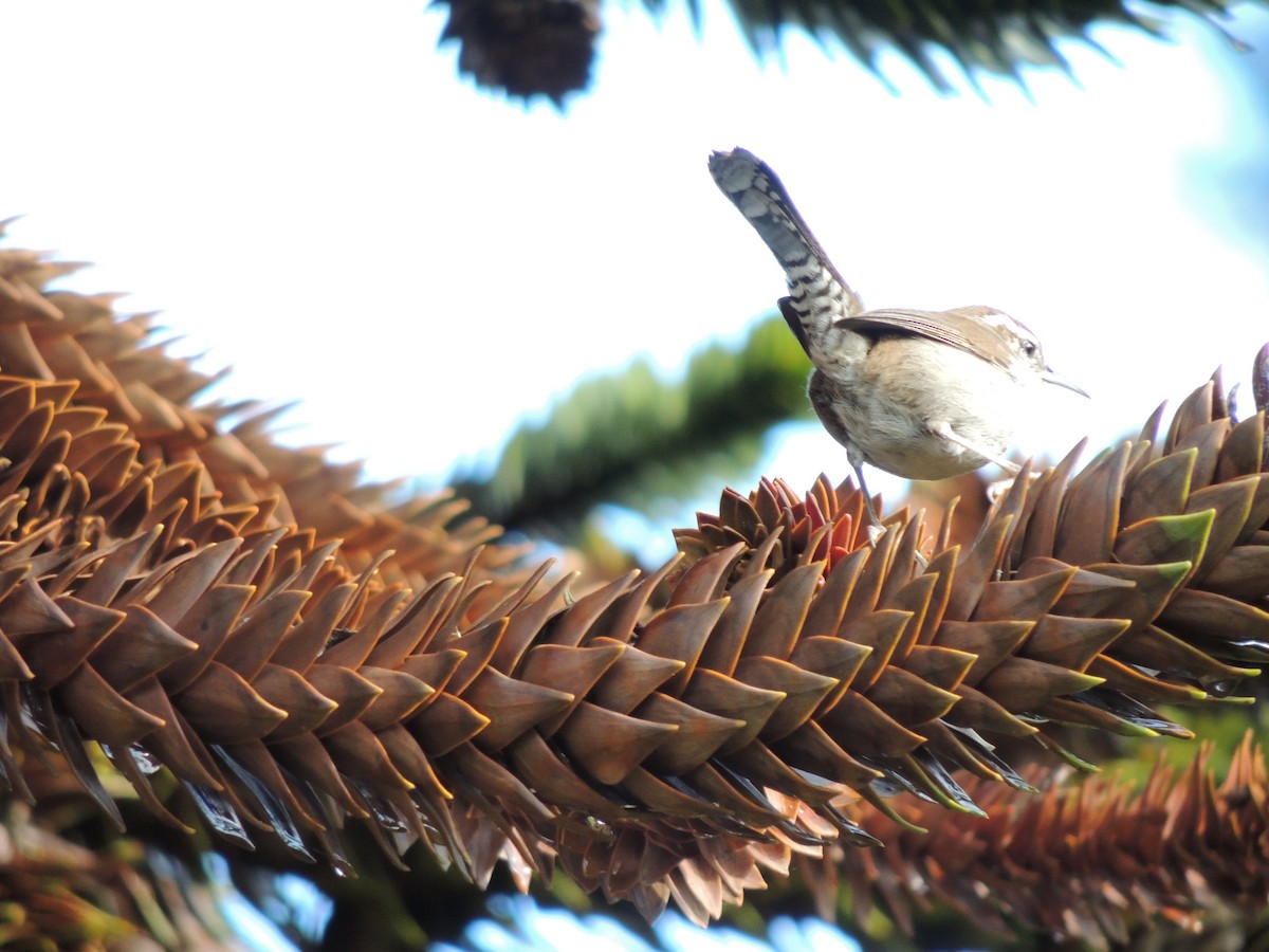 Bewick's Wren - ML645605364