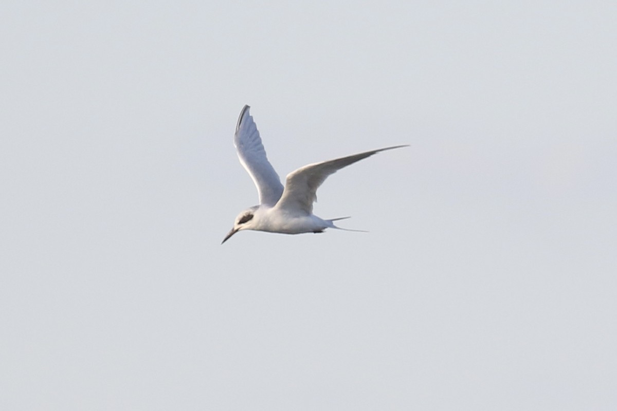 Forster's Tern - ML645605365
