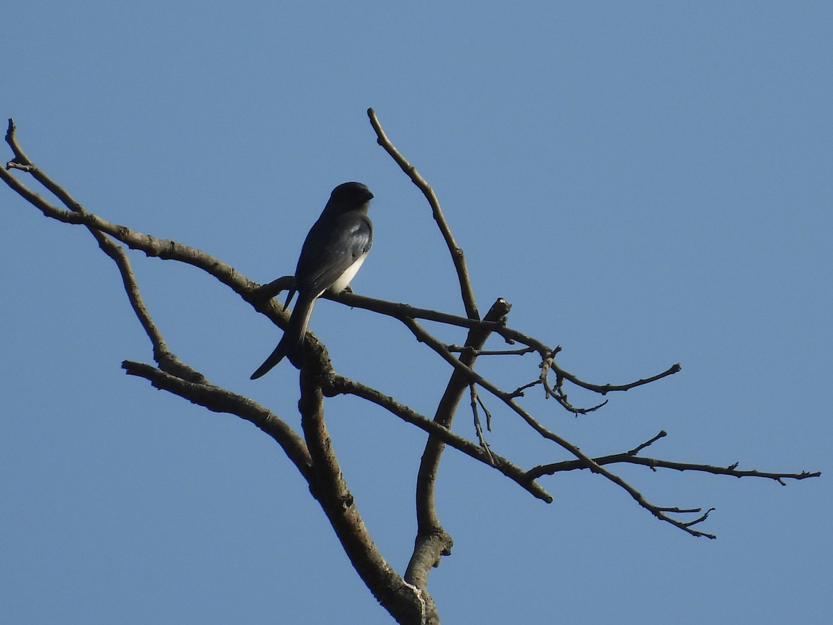 White-bellied Drongo - ML645605370