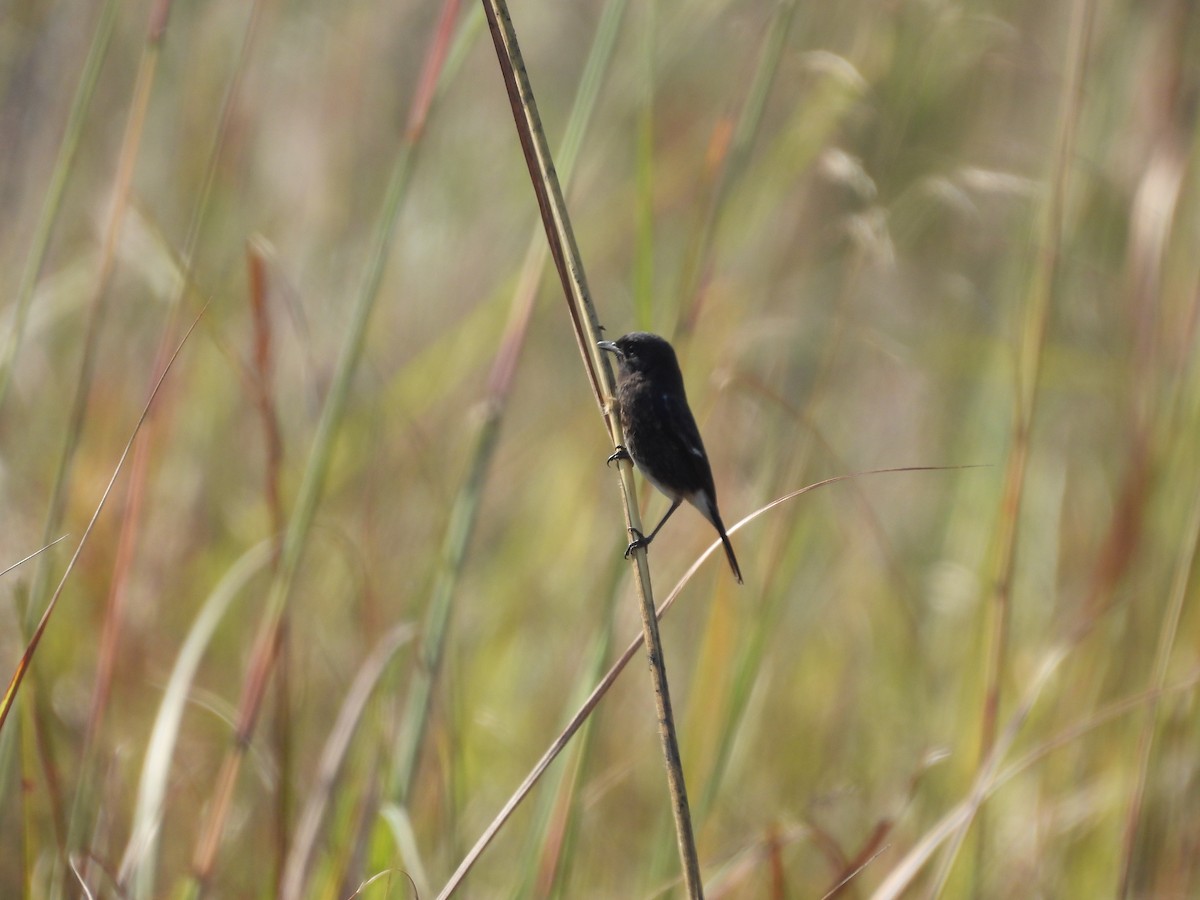 Pied Bushchat - ML645605394