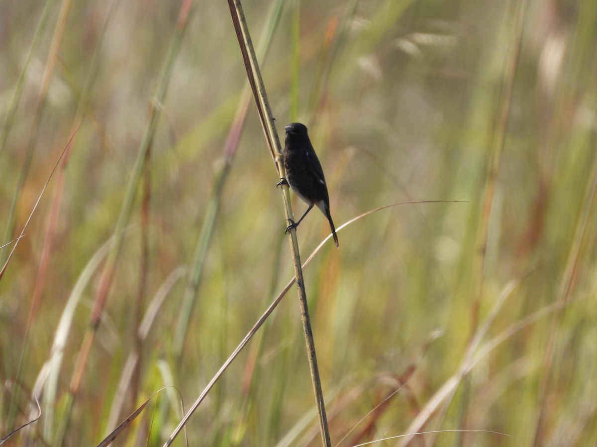 Pied Bushchat - ML645605395