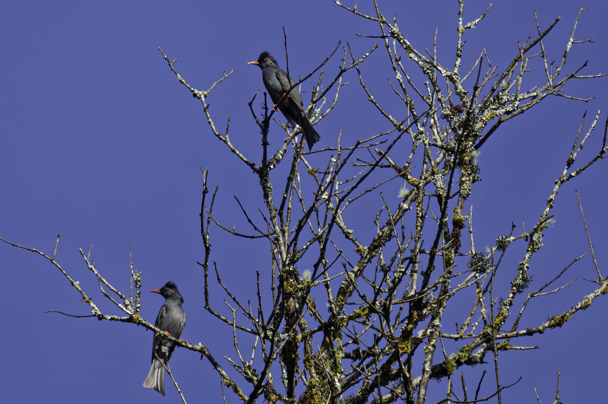 Черный бюль-бюль - ML645605399