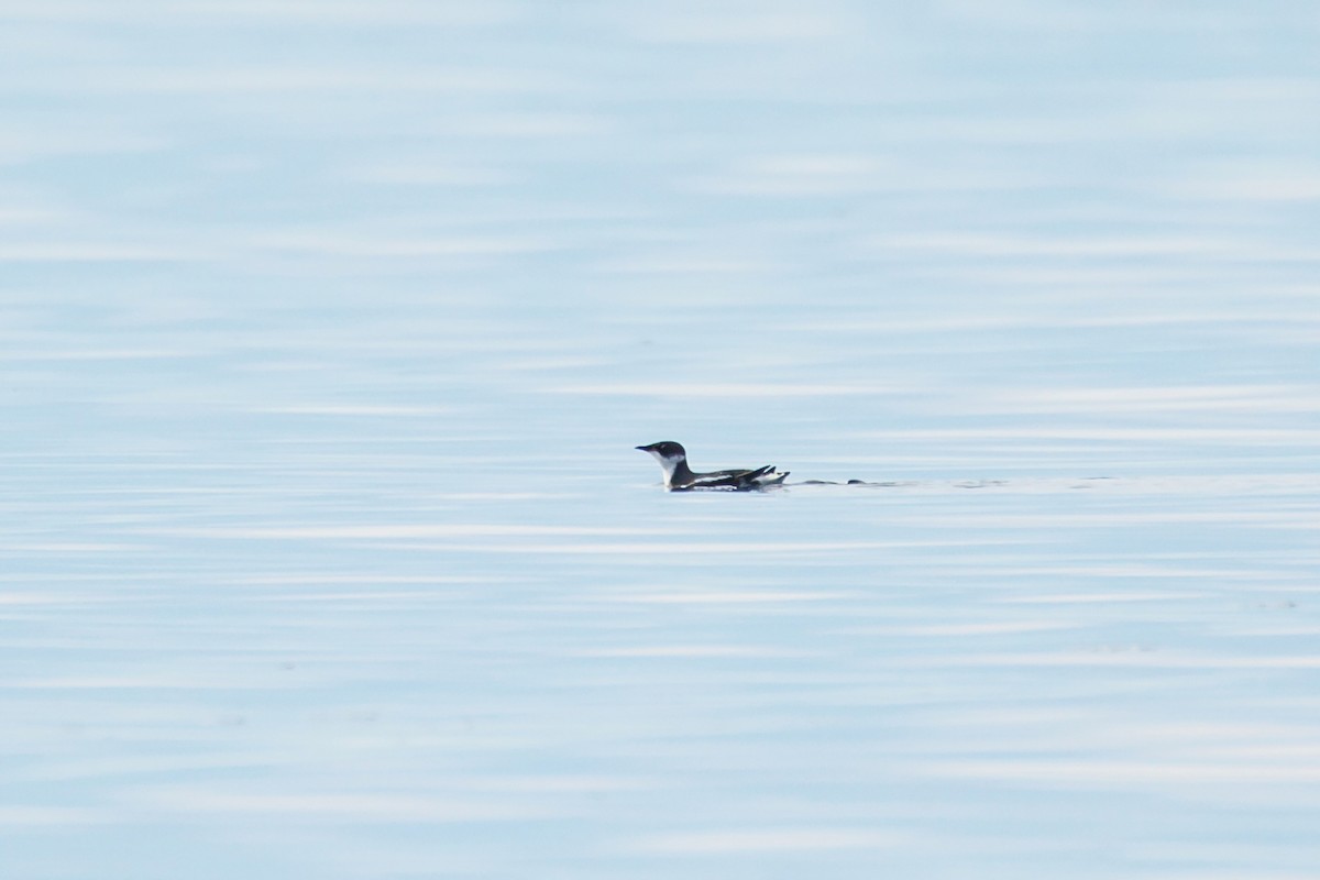 Marbled Murrelet - ML645605400