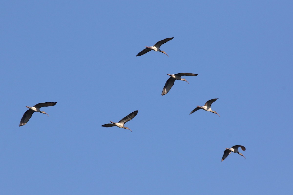 Белый ибис - ML645605402