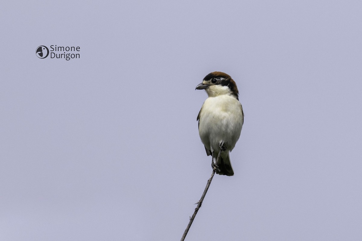 Красноголовый сорокопут (senator) - ML645605410