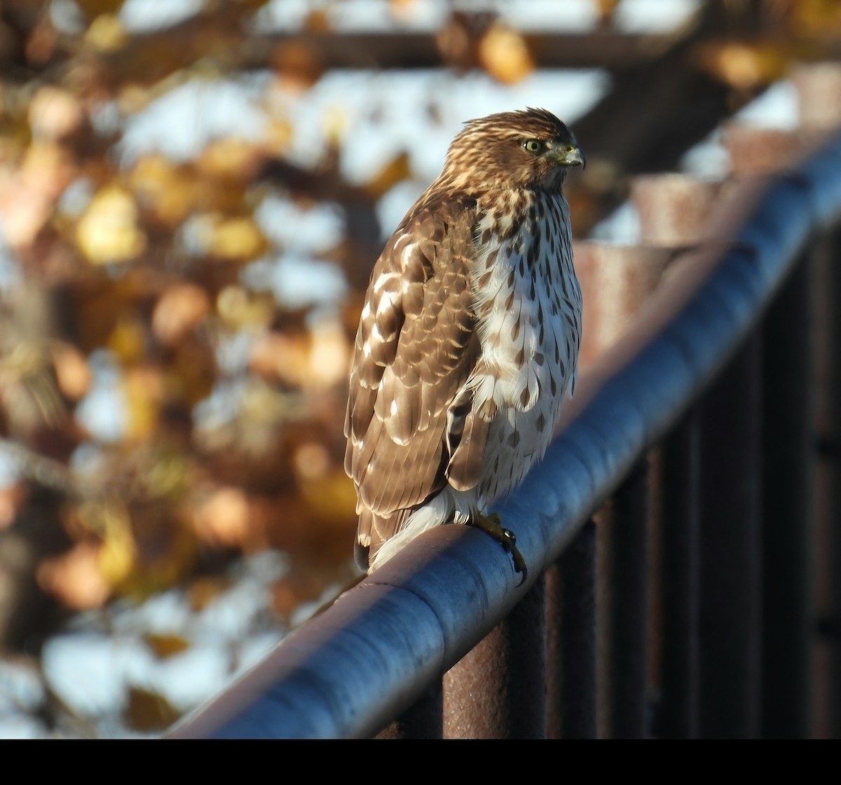 Куперов ястреб - ML645605411