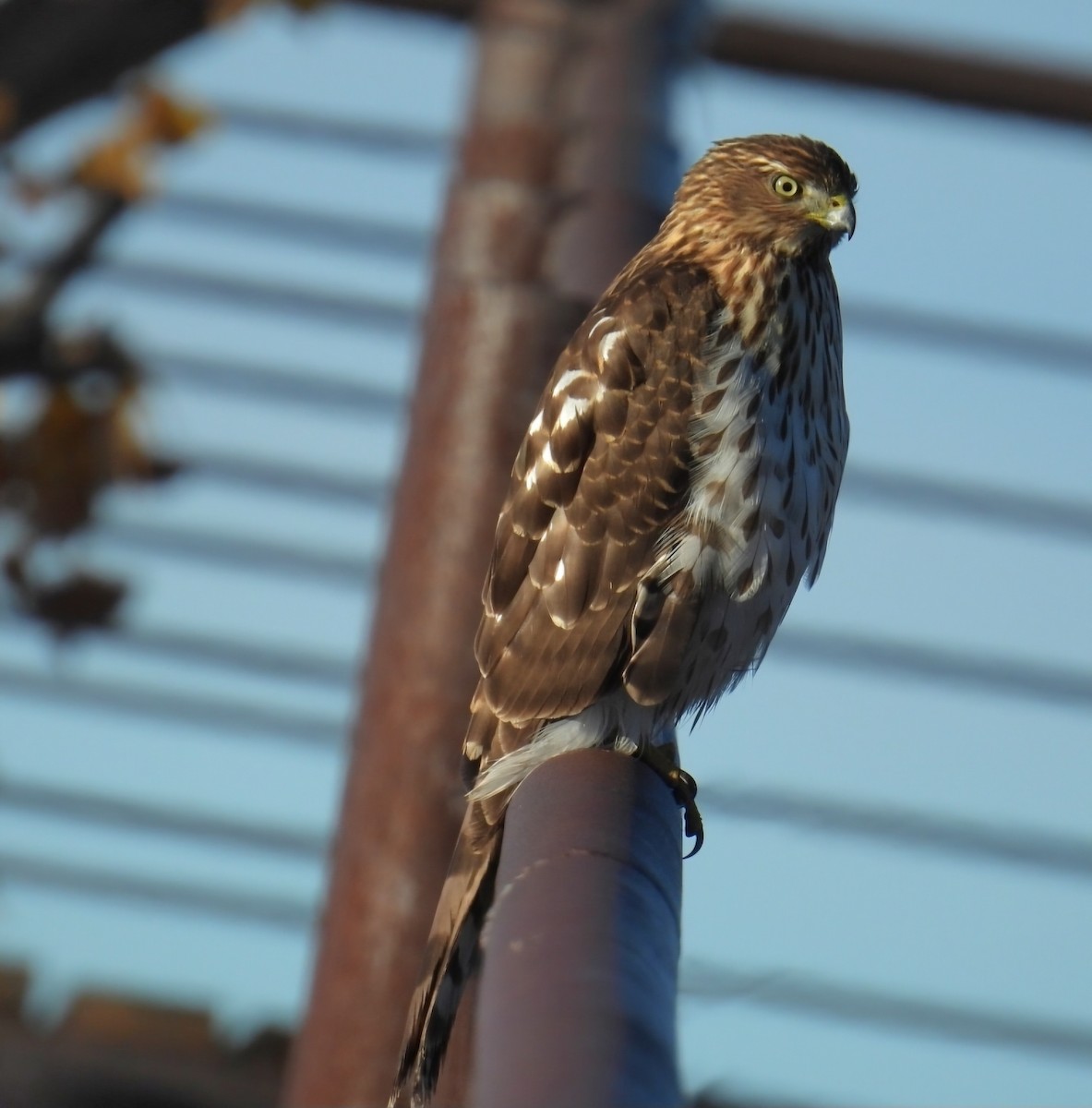 Куперов ястреб - ML645605412