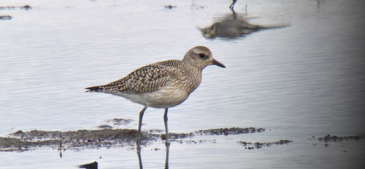 Тулес - ML645605413