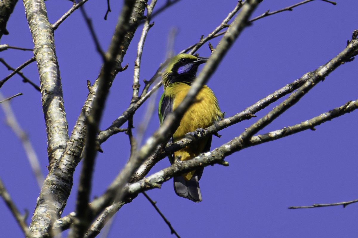 Оранжевобрюхая листовка - ML645605419