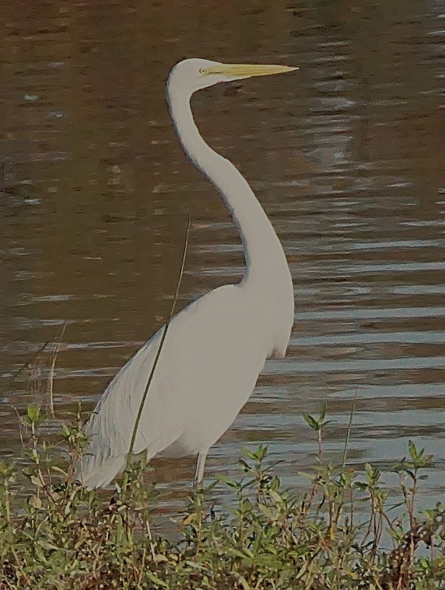 Большая белая цапля - ML645605420