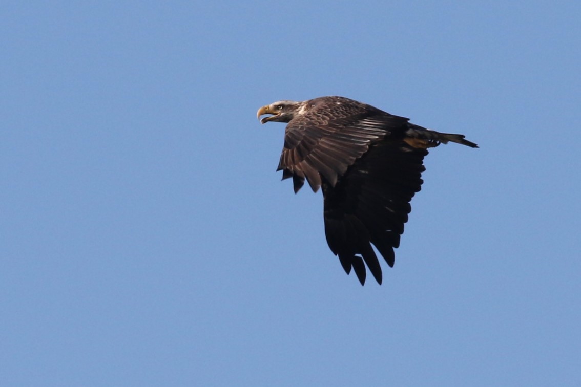 Белоголовый орлан - ML645605421