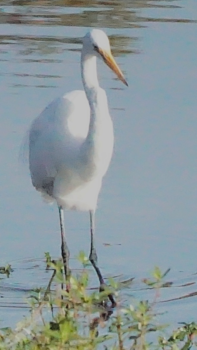 Большая белая цапля - ML645605428